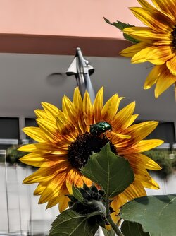 IMG_20250913_165732990~2.jpg