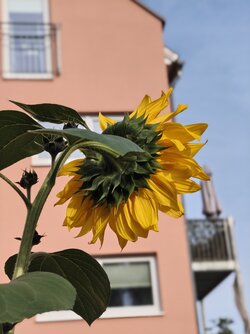 IMG_20250913_165855611.jpg