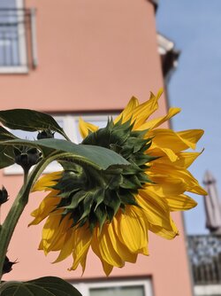 IMG_20250913_165900804.jpg