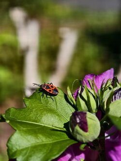 IMG_20250907_134735.jpg