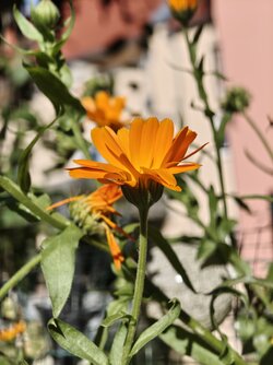 IMG_20250915_164219153.jpg
