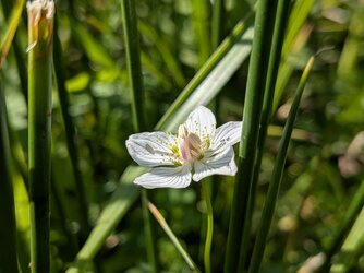 PXL_20250919_090057269.MACRO_FOCUS.jpg