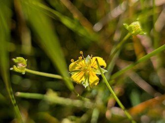 PXL_20250919_091042306.MACRO_FOCUS.jpg