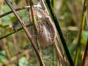 PXL_20250919_092016967.MACRO_FOCUS.jpg
