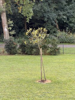 IMG_5676.jpeg