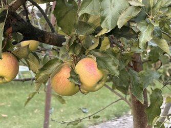 IMG_0594.jpeg