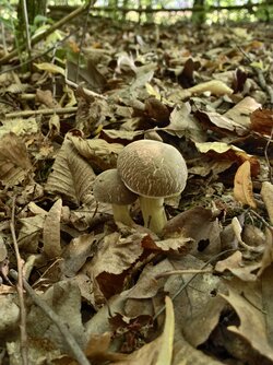 IMG_20250920_132926.jpg