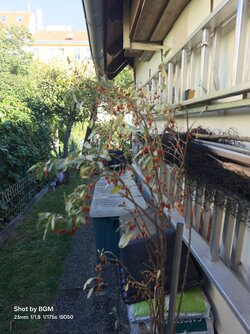 IMG20250920154644.jpg IMG20250920154644.jpg