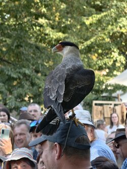 IMG_20250920_161255_Schopfkarakara (Caracara plancus).jpg