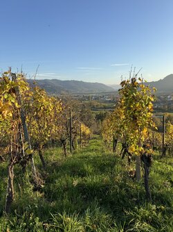 IMG_2495 2.jpeg