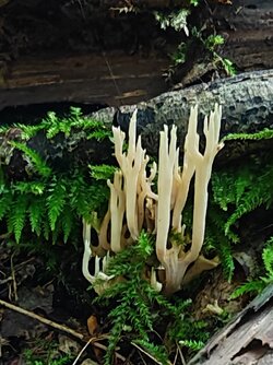 IMG_20250920_120913.jpg