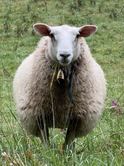 IMG_0333.jpeg IMG_0333.jpeg