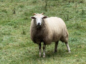 IMG_0337.jpeg IMG_0337.jpeg