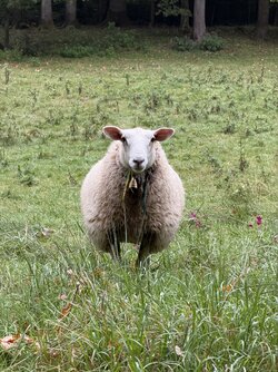 IMG_0334.jpeg IMG_0334.jpeg