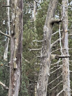 IMG_9983 2.jpeg