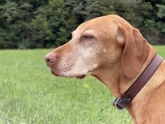 IMG_0386.jpeg