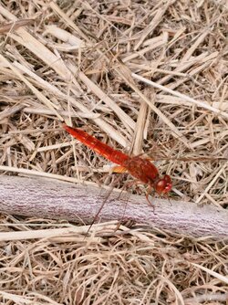 Letzte-Bilder-32.jpg Letzte-Bilder-32.jpg