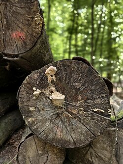 Letzte-Bilder-02.jpg Letzte-Bilder-02.jpg