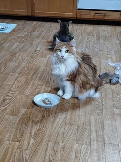 IMG_20250725_195205_1.jpg