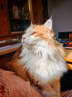 IMG_20250825_140905_1.jpg