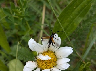 PXL_20250529_130450140.MACRO_FOCUS.jpg