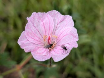 PXL_20250529_130819016.MACRO_FOCUS.jpg