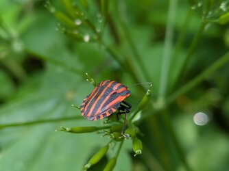 PXL_20250609_101602960.MACRO_FOCUS.jpg