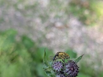 PXL_20250614_120040455.MACRO_FOCUS.jpg