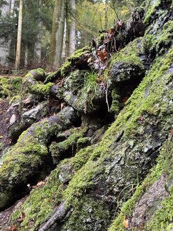 IMG_7106 2.jpeg