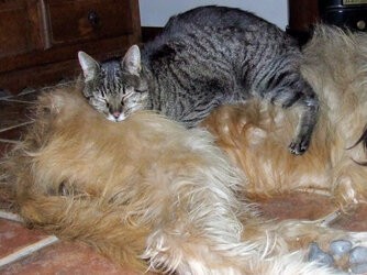 Momo y Rico.jpg