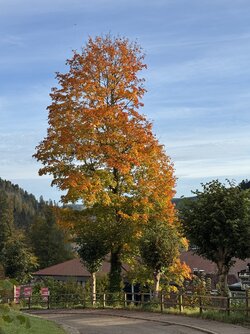 IMG_7231 2.jpeg