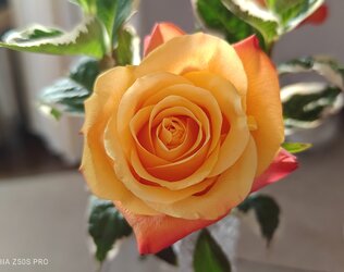 Rose1.jpg