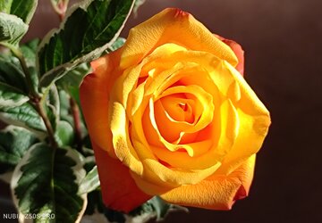 Rose2.jpg
