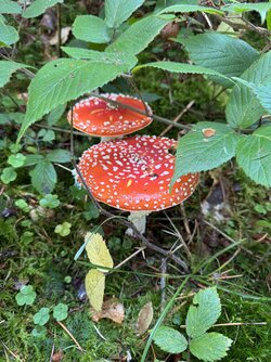 IMG_6539 2.jpeg