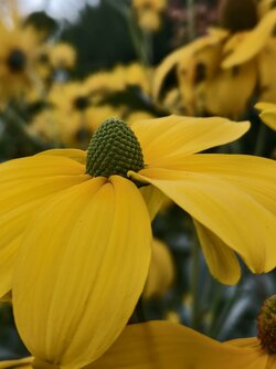 IMG_20250929_182110.jpg