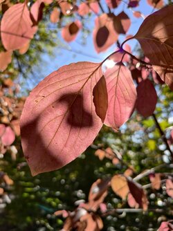 IMG_20250930_142348.jpg