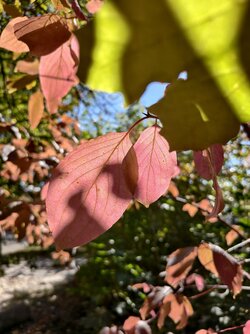 IMG_20250930_142306.jpg