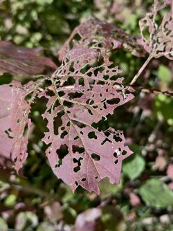 IMG_20250930_141258.jpg