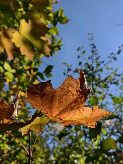 IMG_20250930_140119.jpg