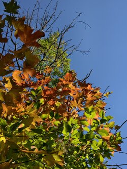 IMG_20250930_140049.jpg
