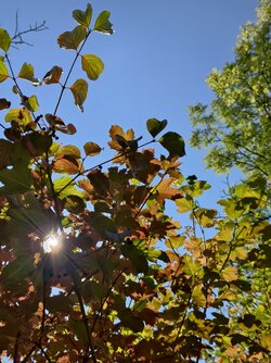 IMG_20250930_135954.jpg
