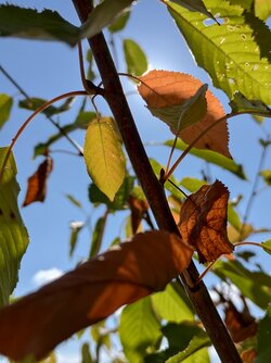 IMG_20250930_135711.jpg