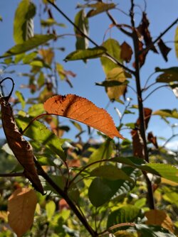 IMG_20250930_135617.jpg