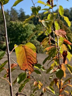 IMG_20250930_135520.jpg