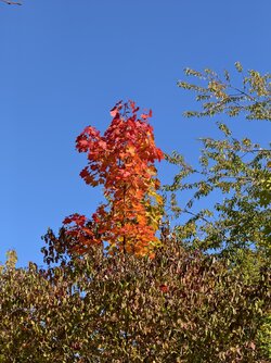 IMG_20250930_130536.jpg