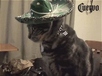 tequila GIF.gif