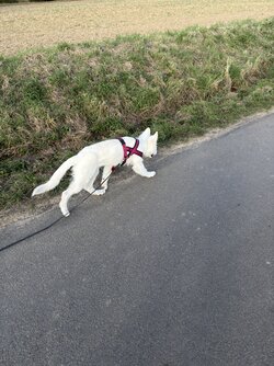 IMG_4117.jpeg