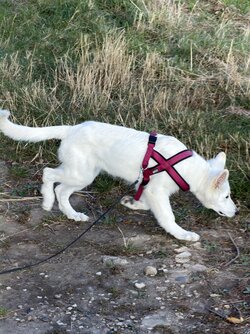 IMG_4114.jpeg