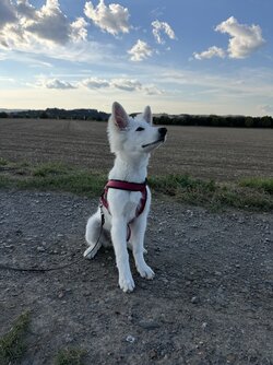 IMG_4123.jpeg