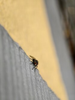 IMG_20250928_133326.jpg